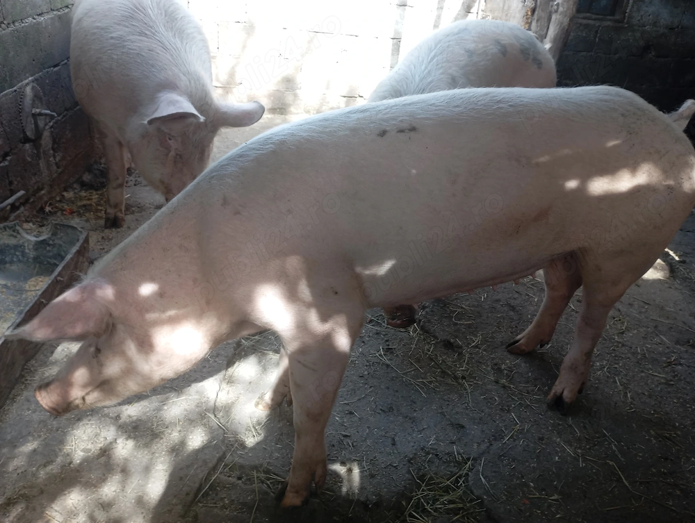 Vând porci rasa landras