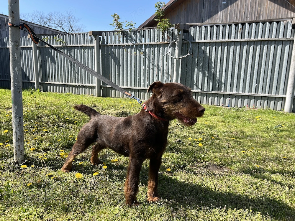 Femela Jagdterrier Jagd terrier pedigree 