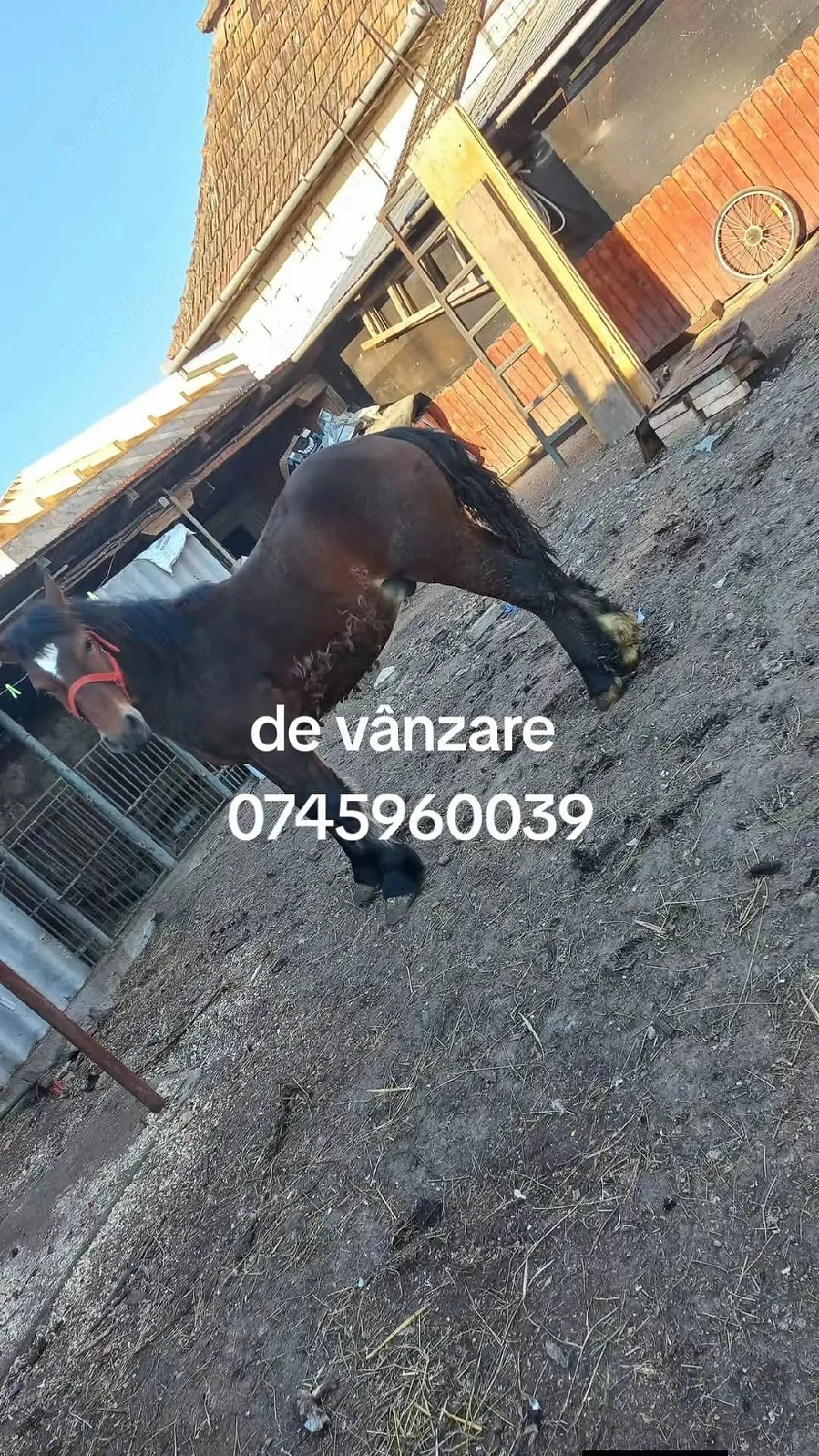 Mânz de vânzare 