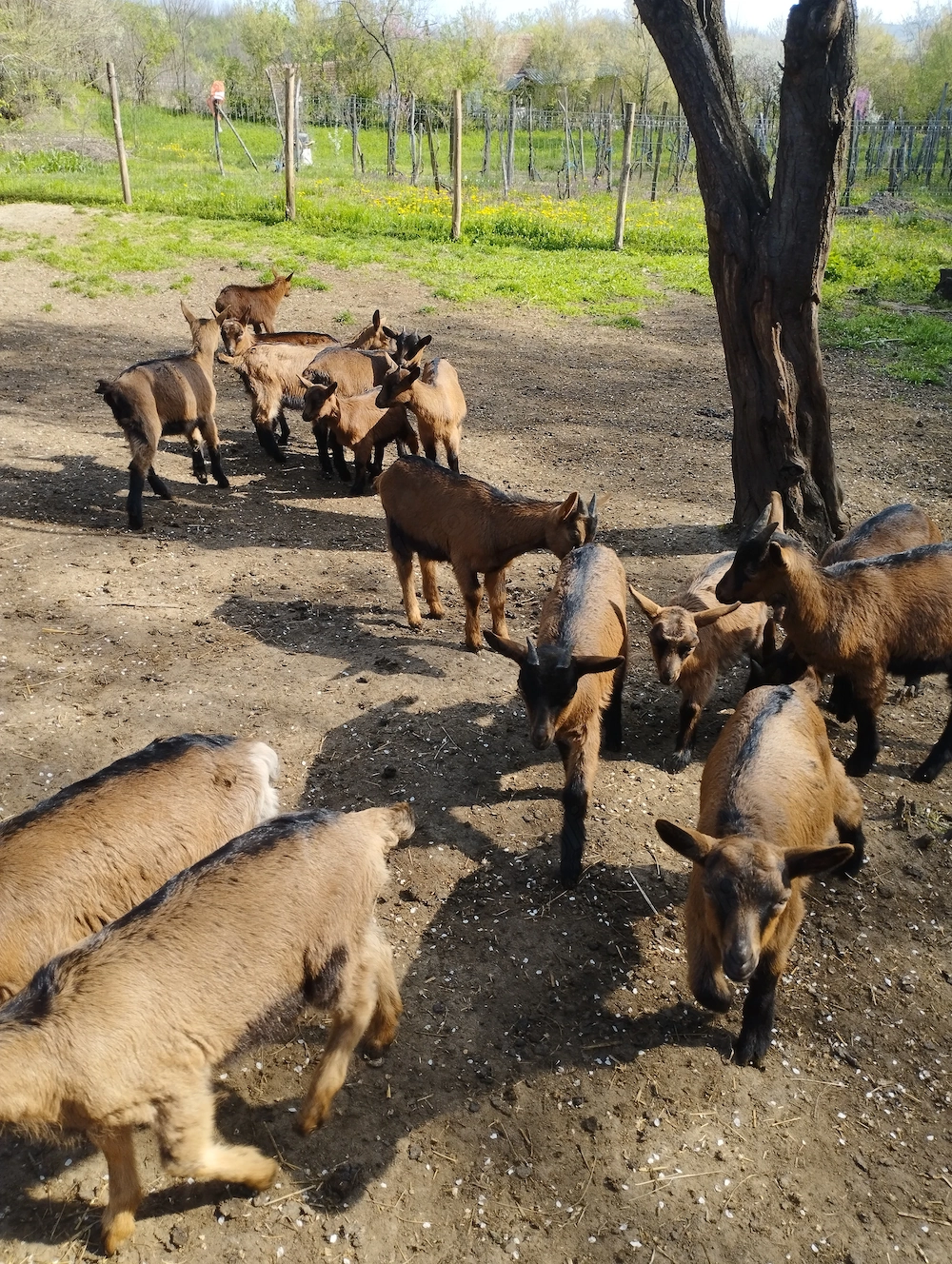 Iezi alpină franceză 