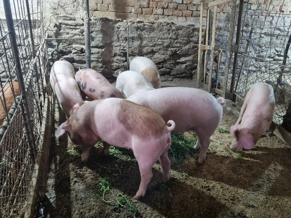 purcei si grasuni de vanzare 