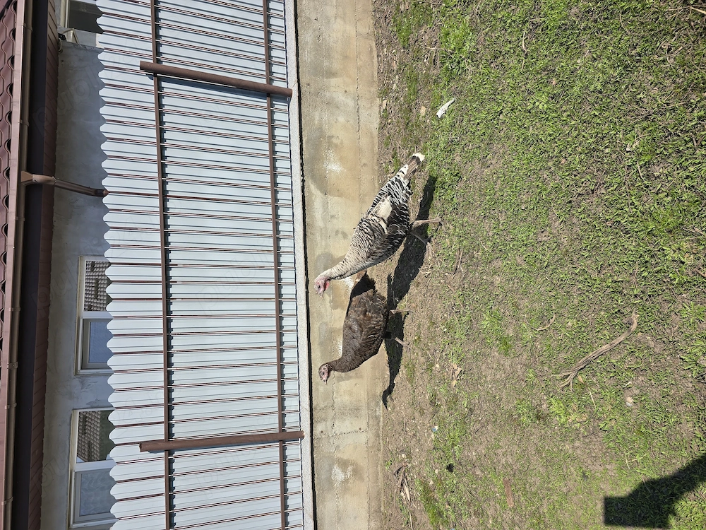 De vanzare familie de  curci!