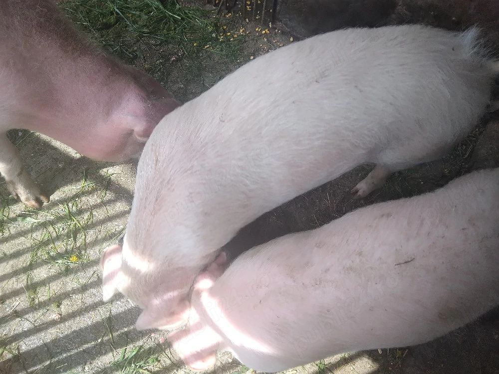 Grasuni rasa landras