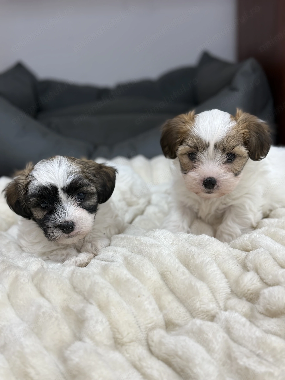 2 băieței Bitchon își caută căsuța 