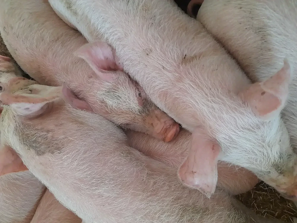 purcei 12 săptămâni 320 lei