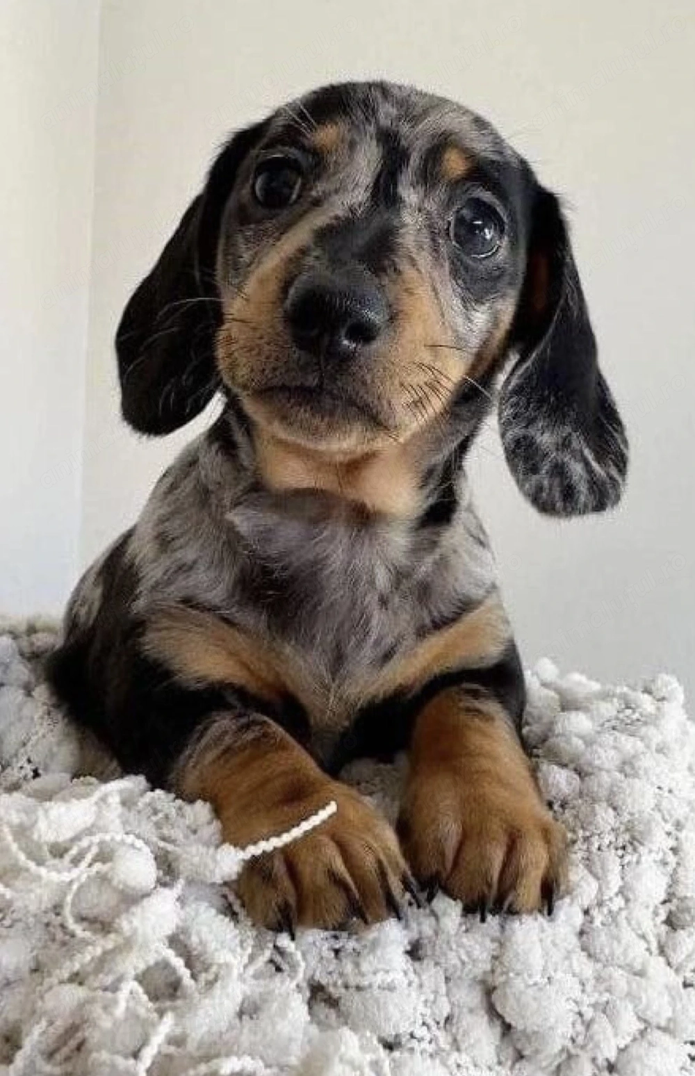 Teckel arlechin 1900 lei