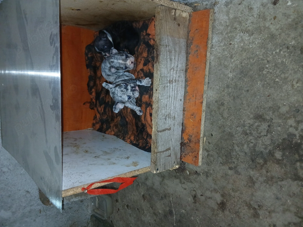 Vind carei buldog francez virsta 6 saptamini 