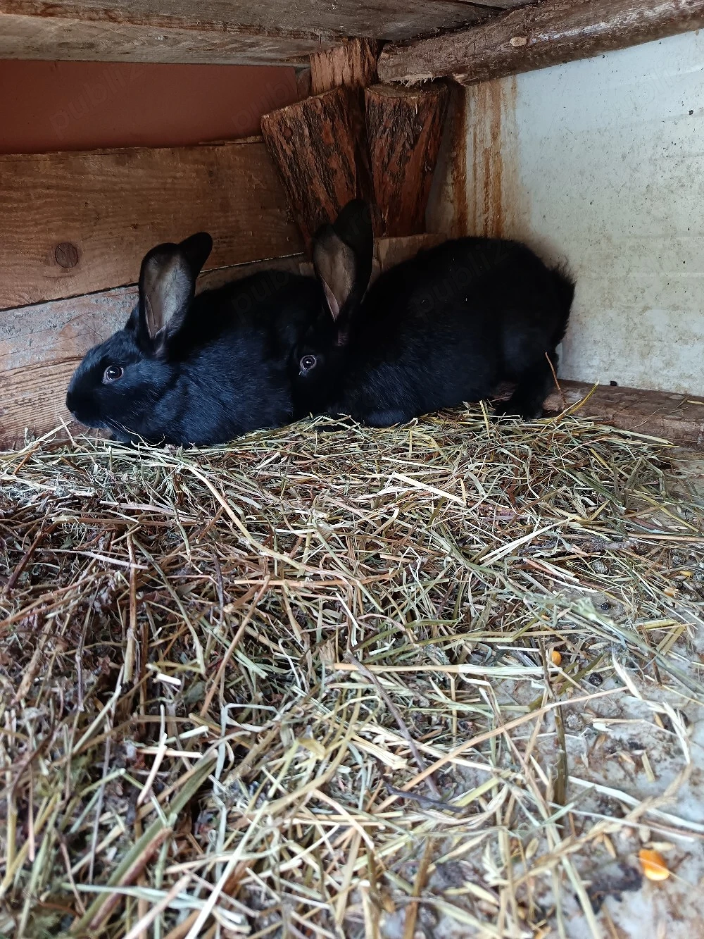 Vand doua femele fluture janet german 