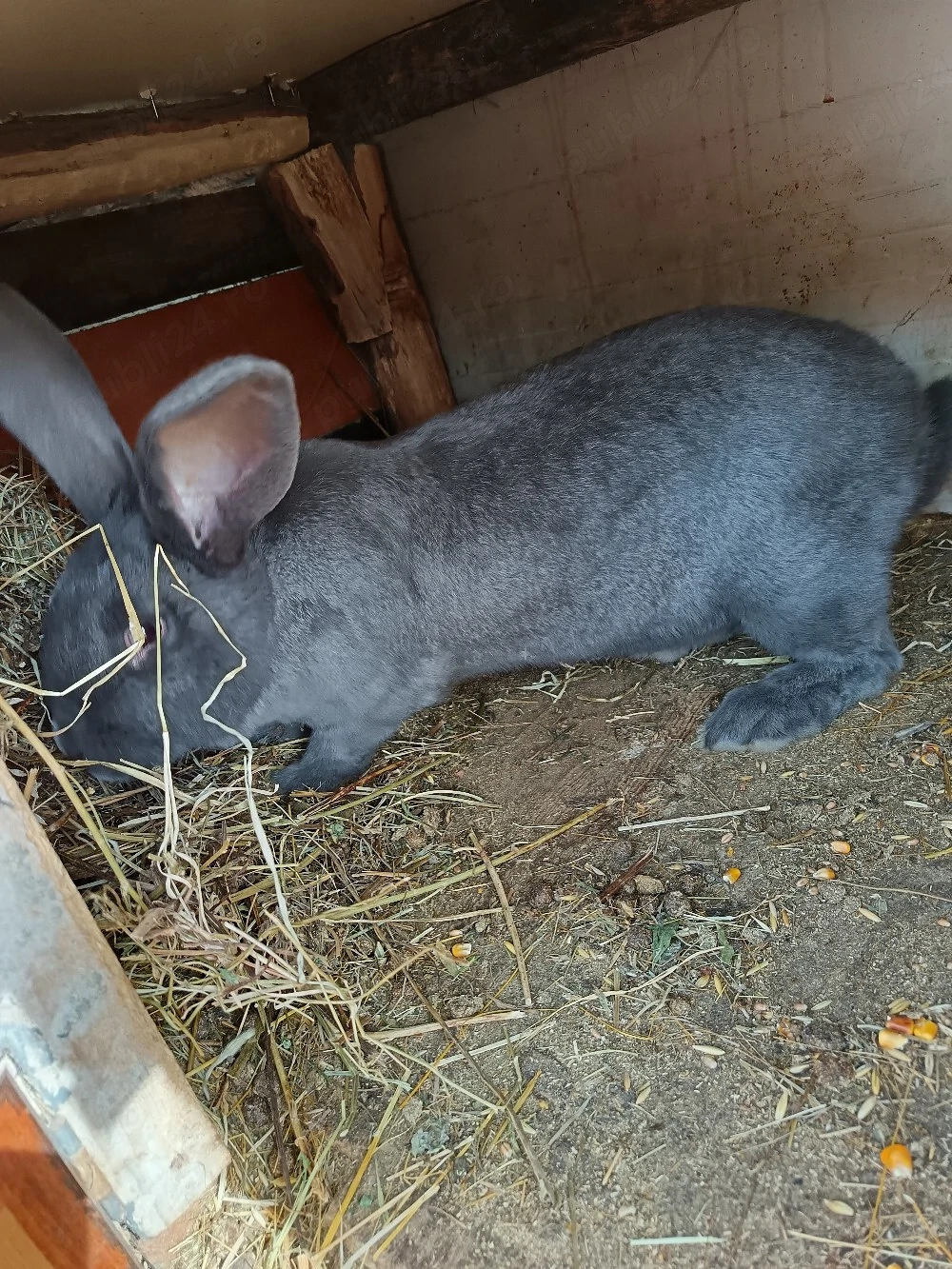 Vand femela și mascul fluture albastru german 