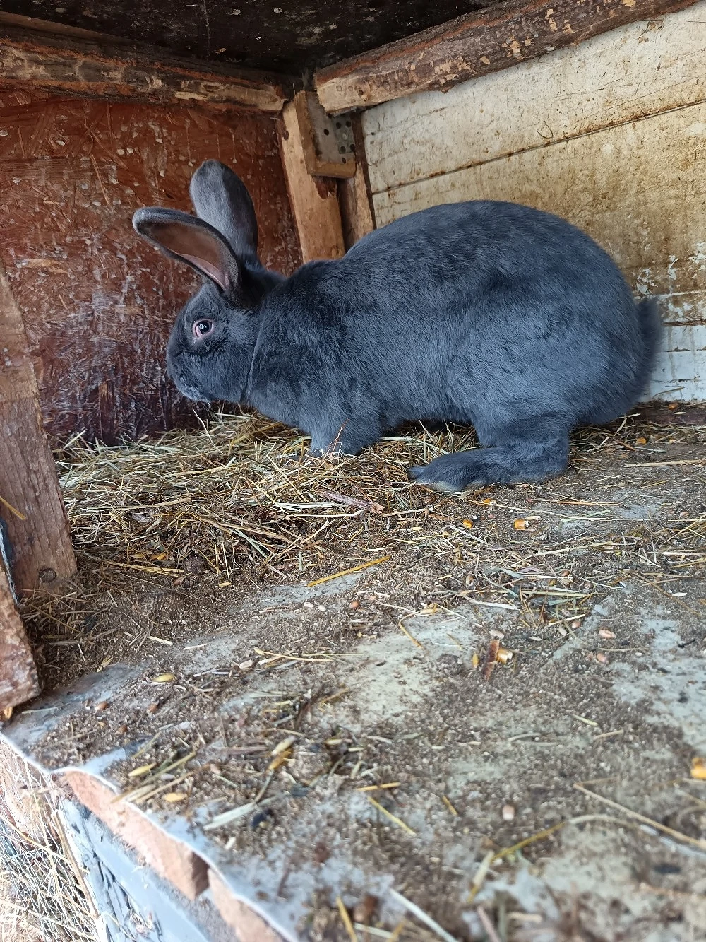 Mascul Fluture Albastru german disponibil pentru monta 