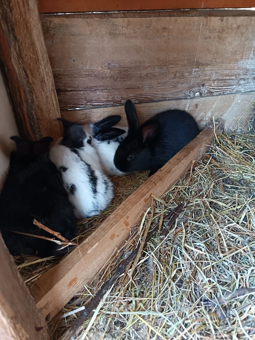 Vand femela fluture pestrit german 