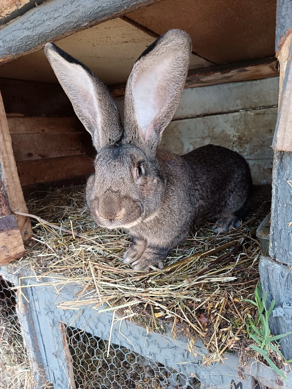 schimb mascul urias german pe un mascul berbec german original 