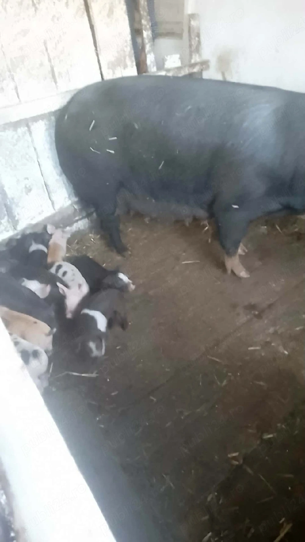 vând scrofa cu 14 purcei 