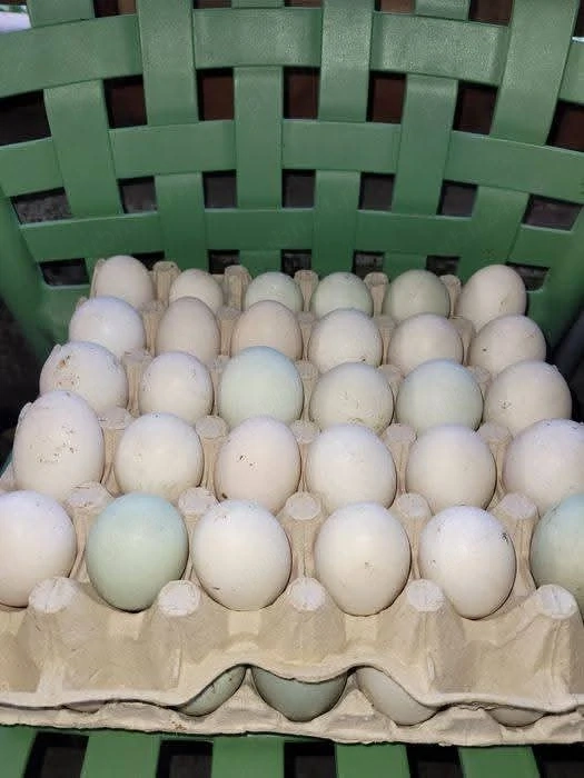 Ou  de Rate Mute 3 lei bucata