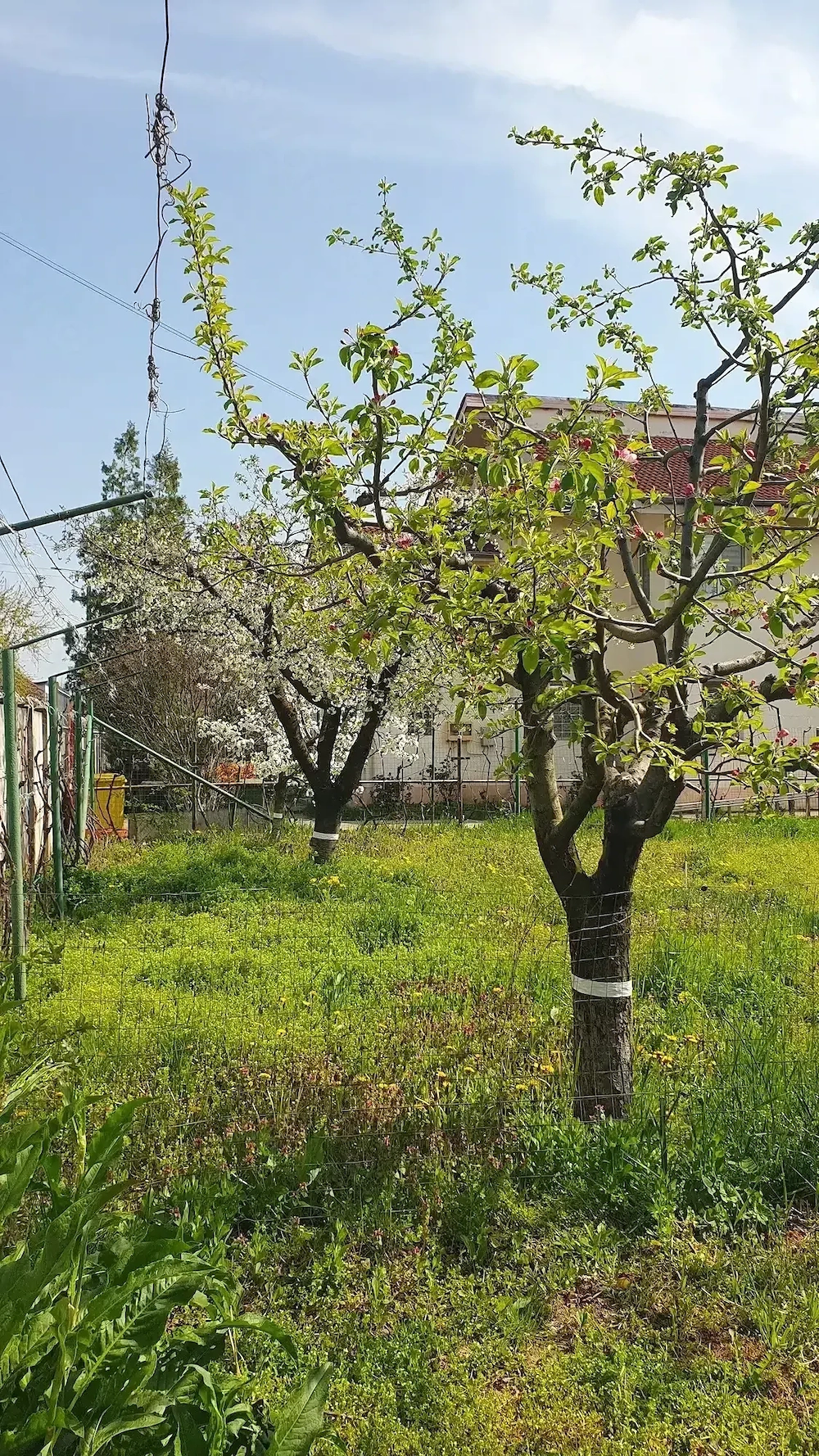 Vând teren intravilan îngrădit cartier Banu Maracine-Ford Carcea