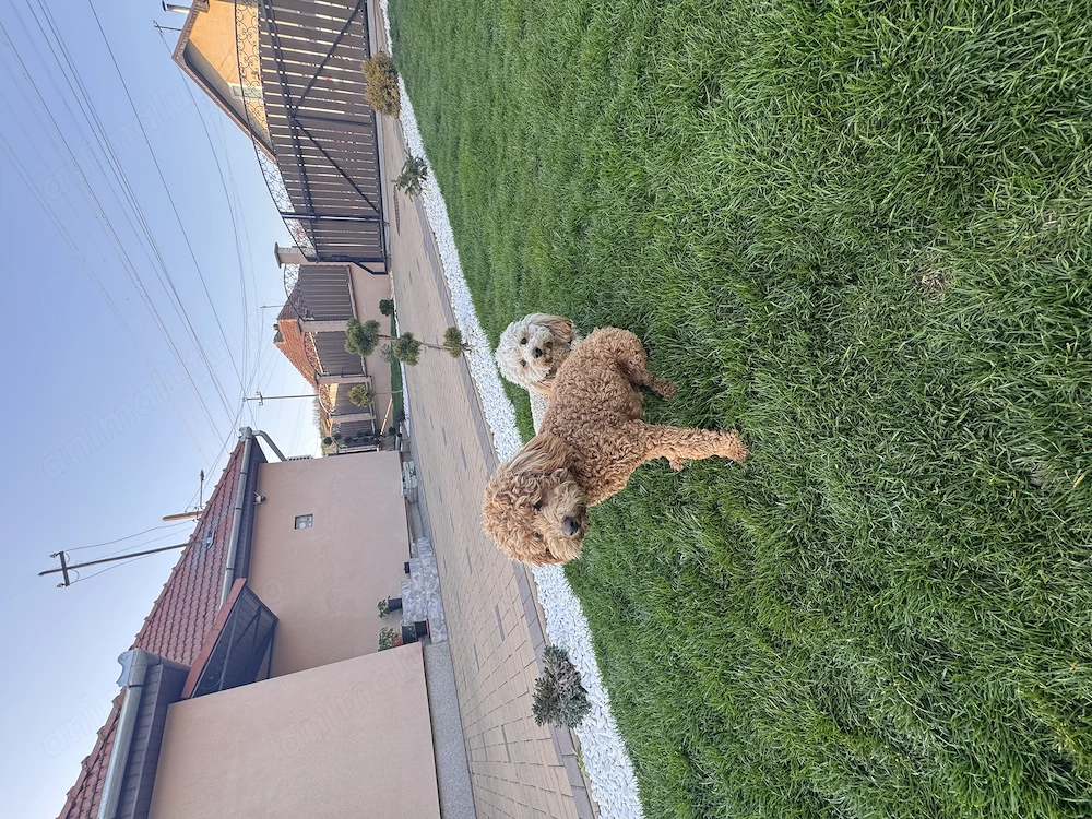 Vând cățeluși Pudel ( Se vând doar împreună ! ) 