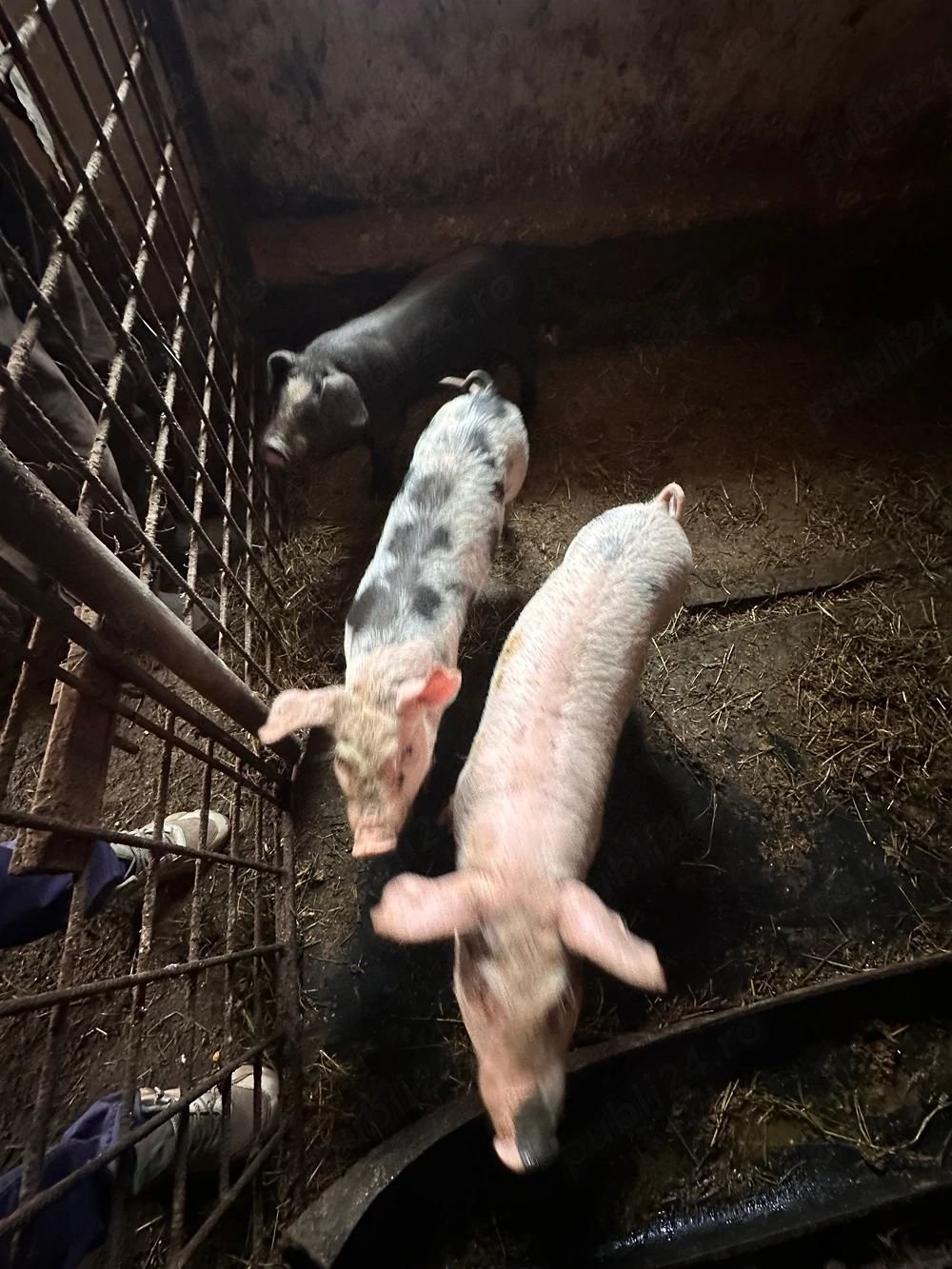 Purcei de vânzare !!! 