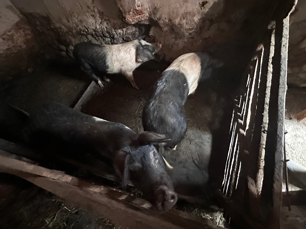 Porci de vânzare !! 