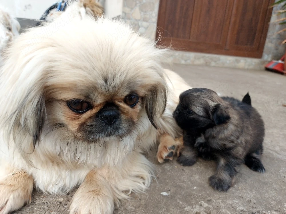 baiat  mic si frumos