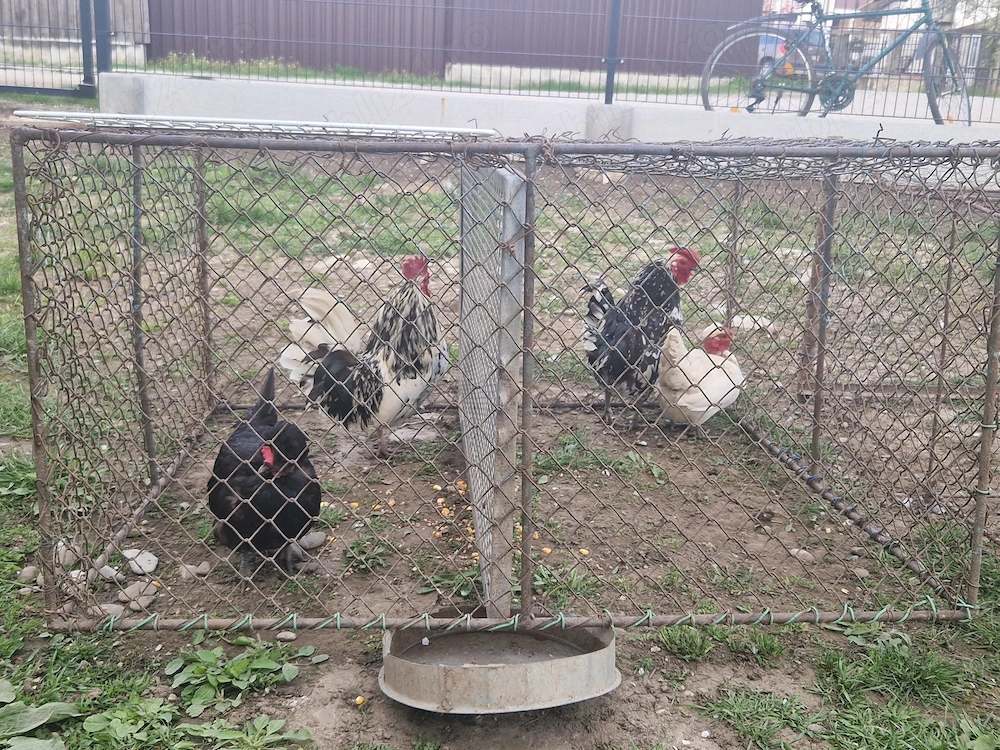 Vand cocoși și gaini pitici