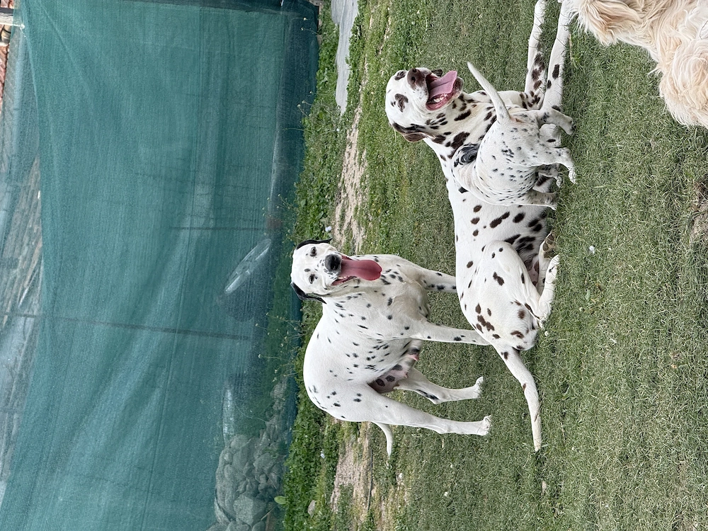 Vând pereche de Dalmațieni 