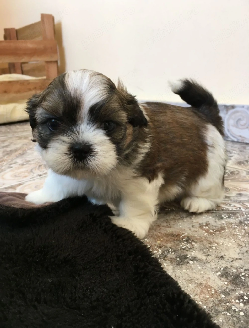 shih tzu botic scurt ajut cu transport. în țară contra cost.