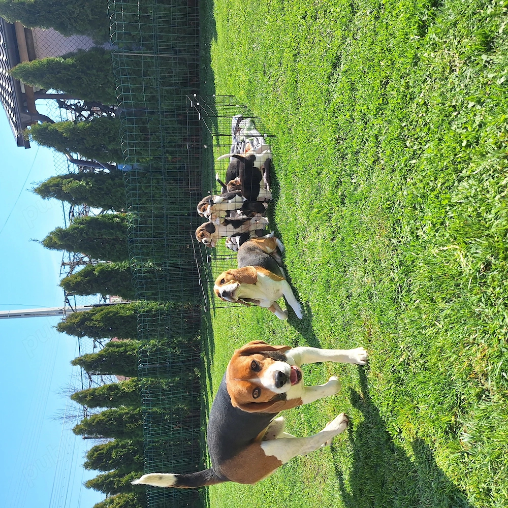 De vanzare beagle tricolor...