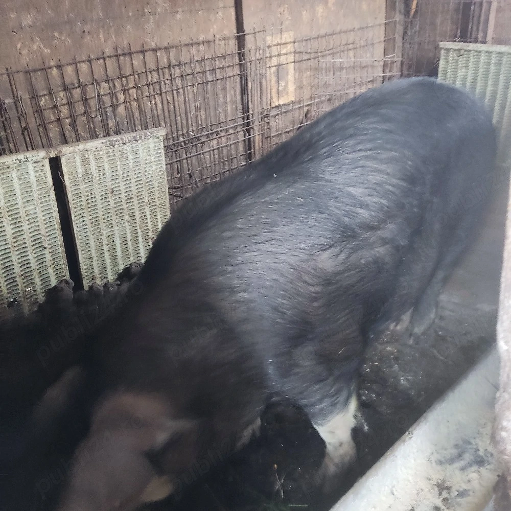 Vand carne de porc la 20 lei kg.