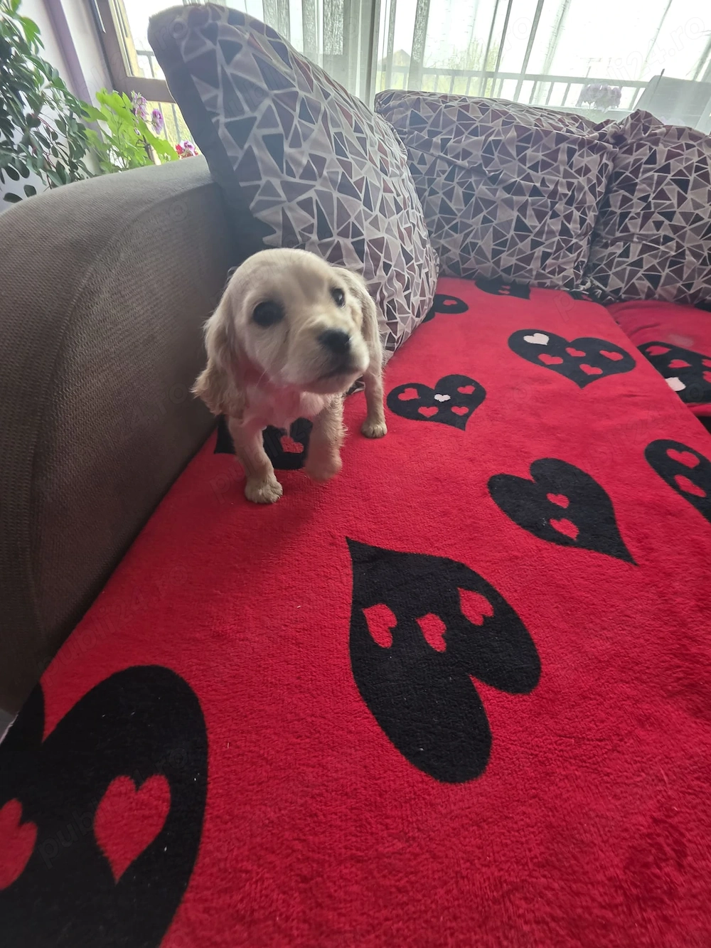 Pui Cocker Spaniel (2 luni si 2 Saptamani ) baiat