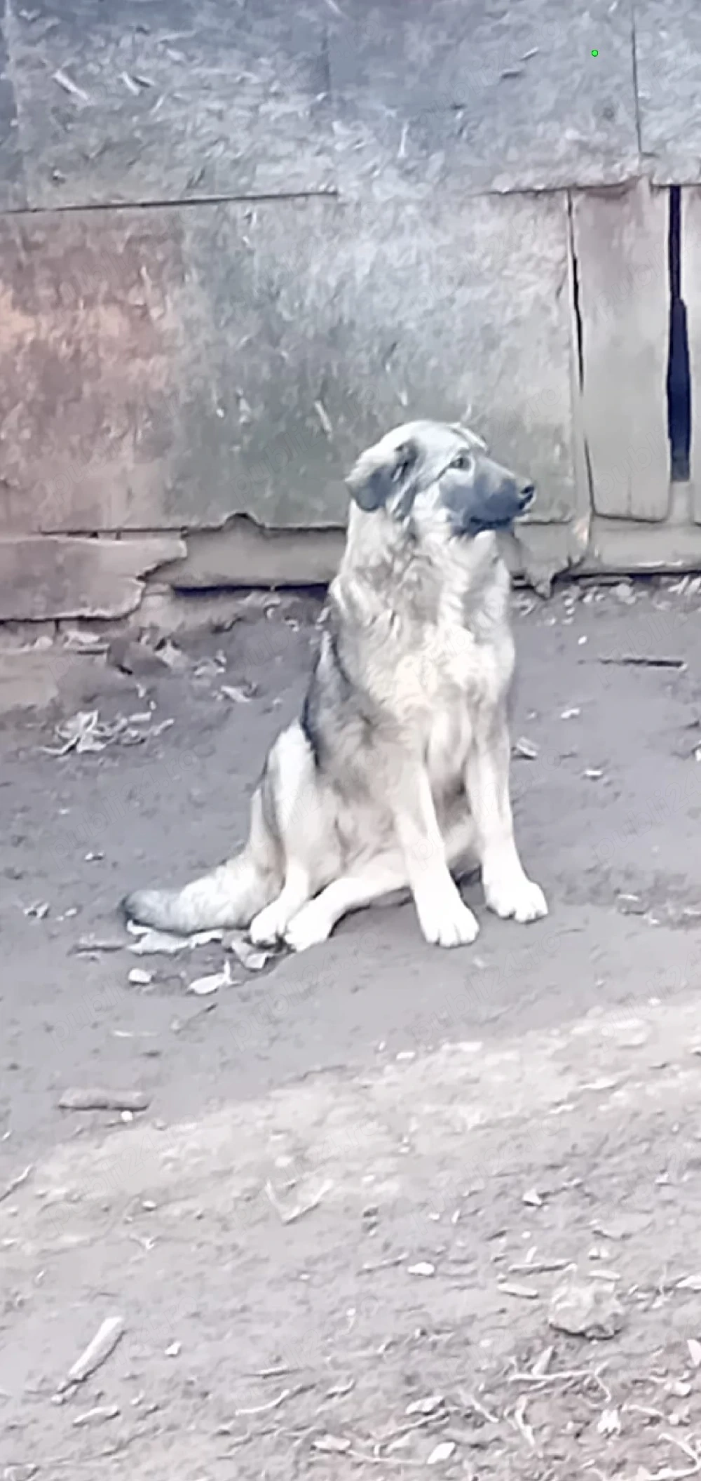 Ciobanesc Caucazian Femela