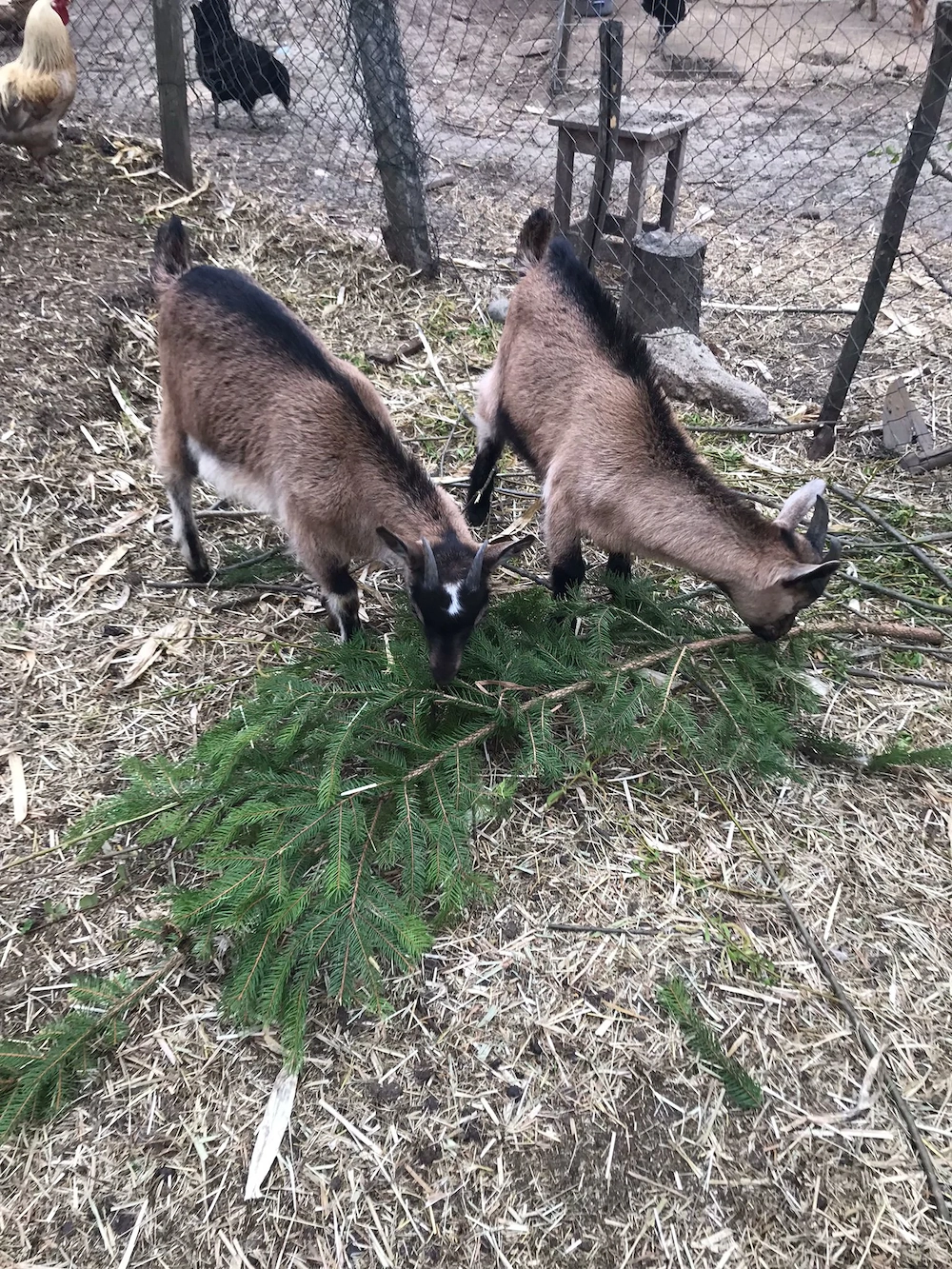 Tap și ieduță de vânzare 