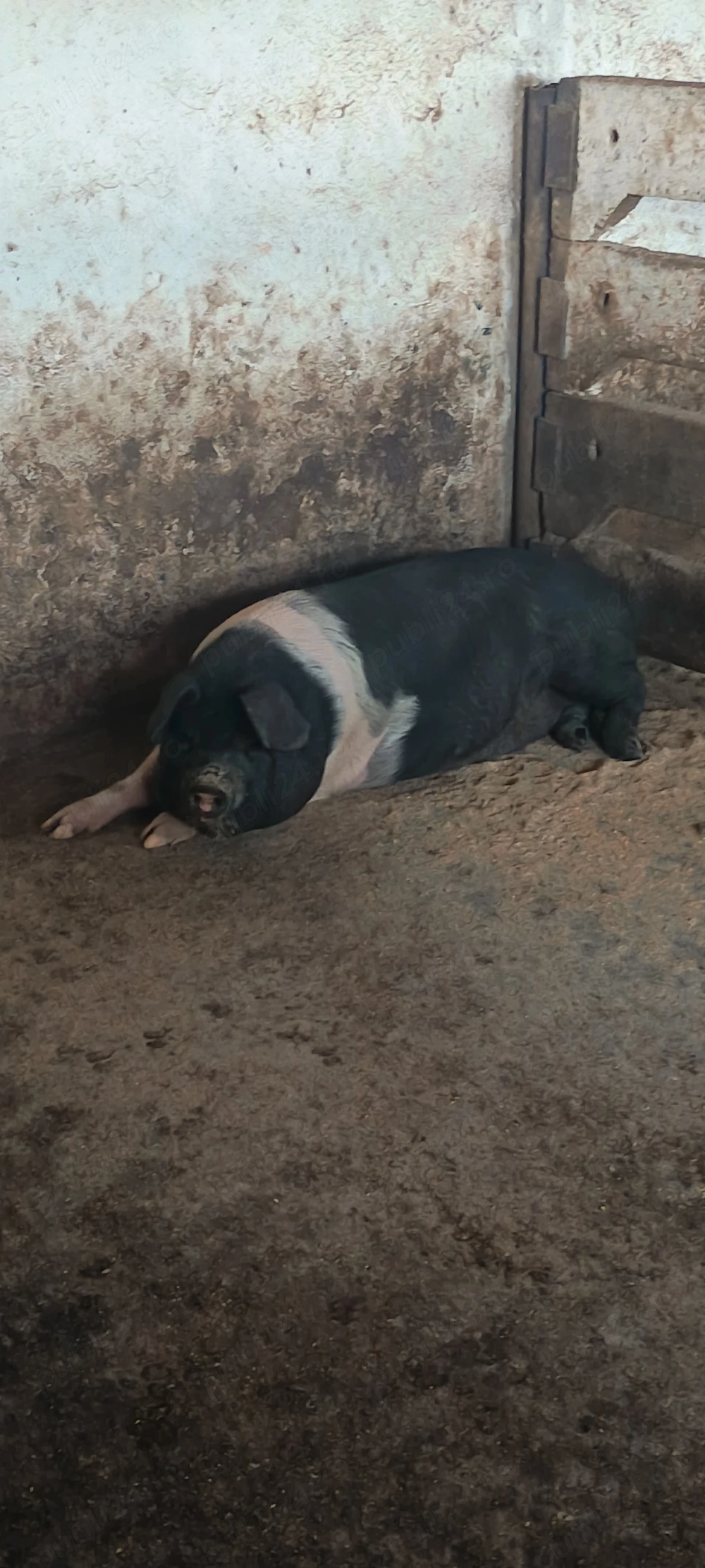 Vand grăsuni pret la telefon 