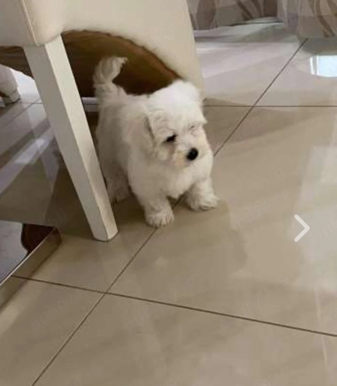 Bichon maltez vaccinati