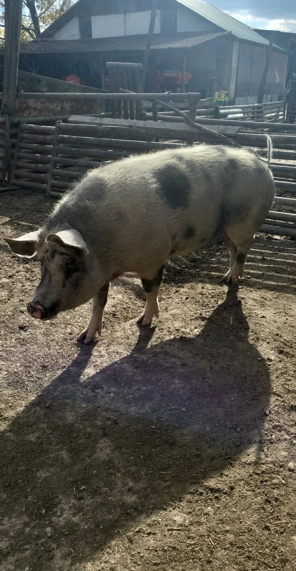 vand porci grasi