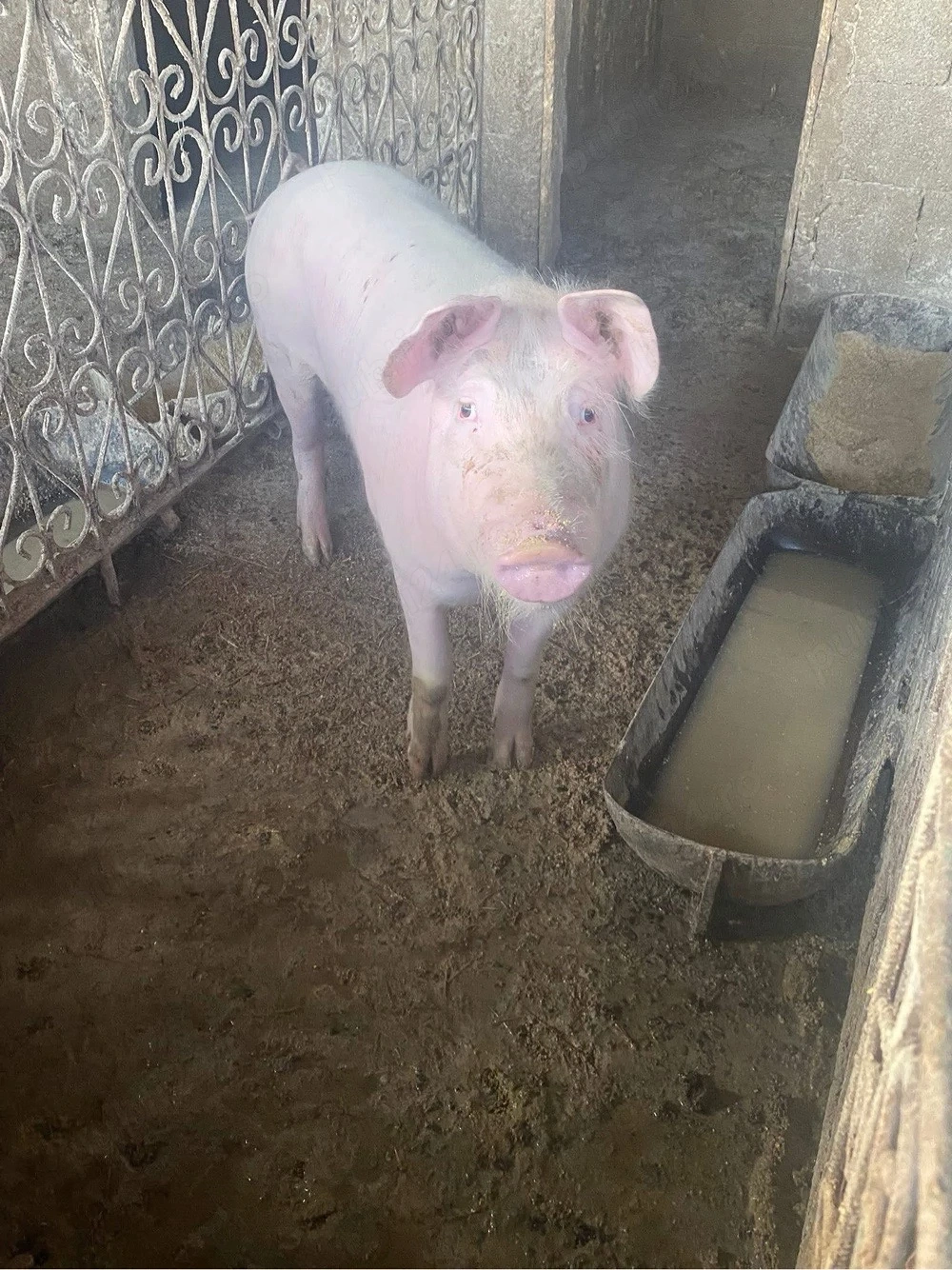 Vand porci