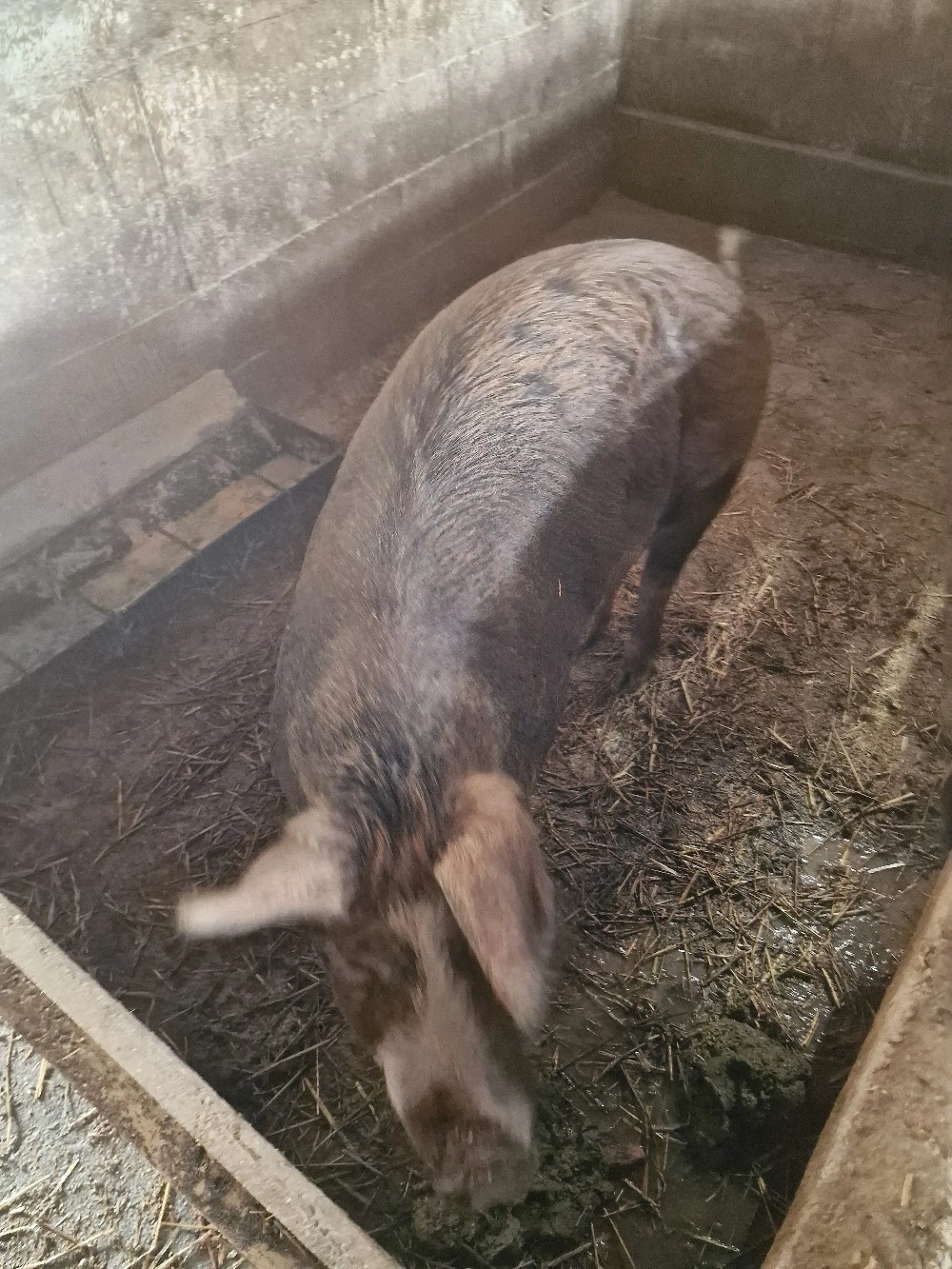 soldani si purcei si o scroafa