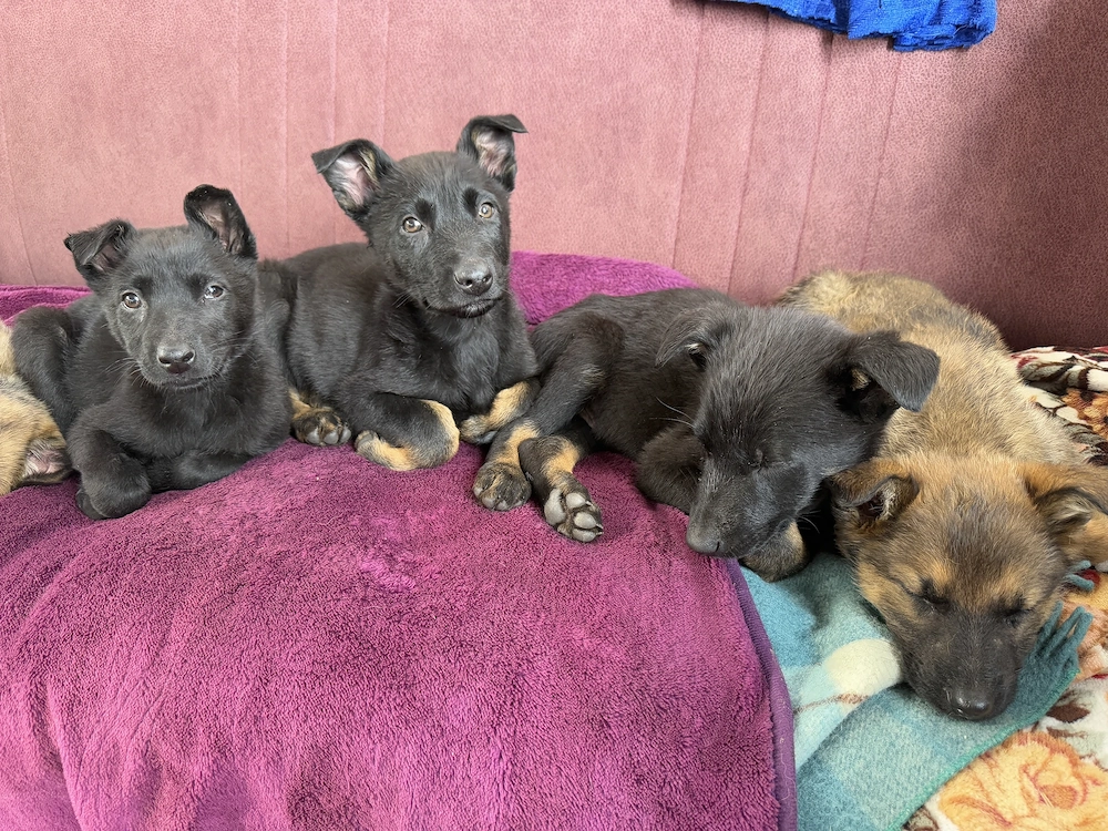 Pui EXCEPȚIONALI   Ciobănesc German linie de lucru x Belgian | Inteligenți & protectivi