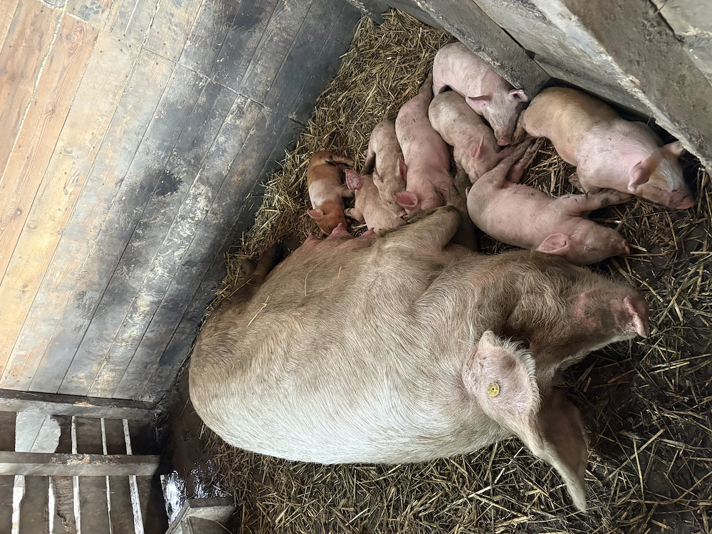 Vând scroafa cu purcei