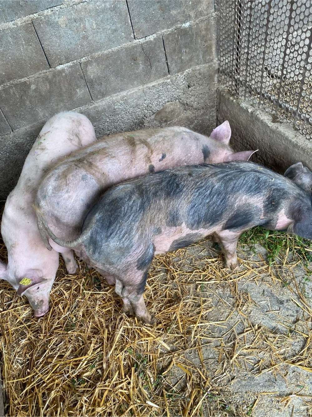 purcei de vânzare