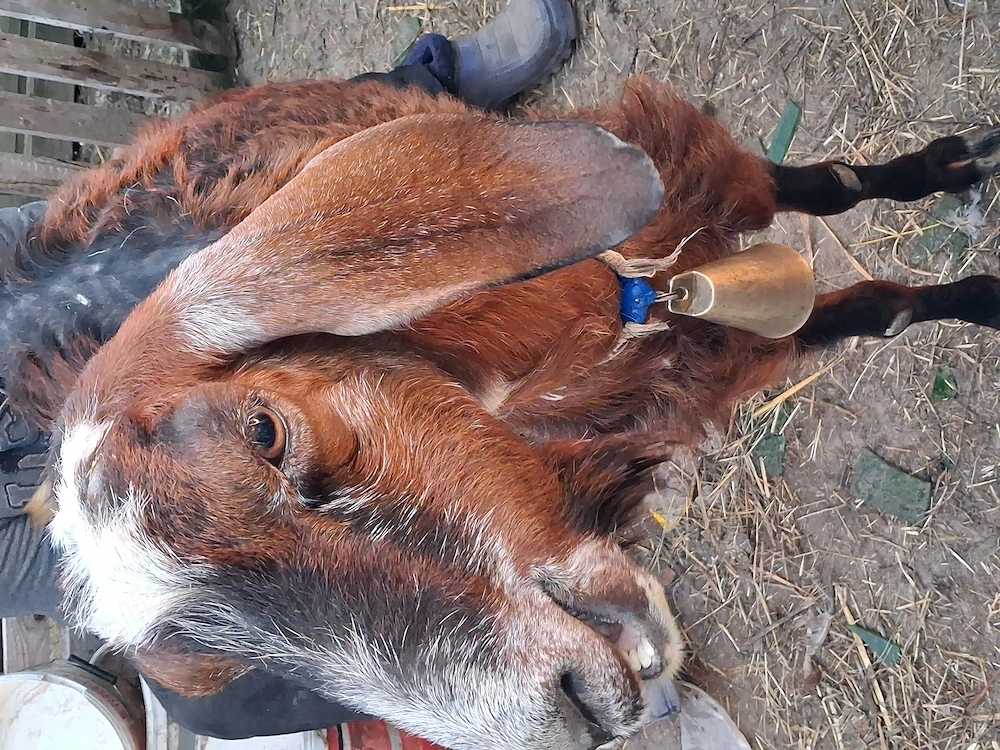 capre Anglonubiene vand