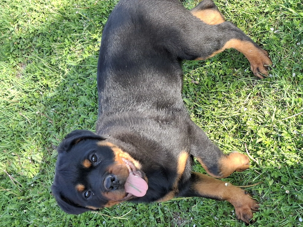 Catelusa de Rottweiler din parinti cu pedigree