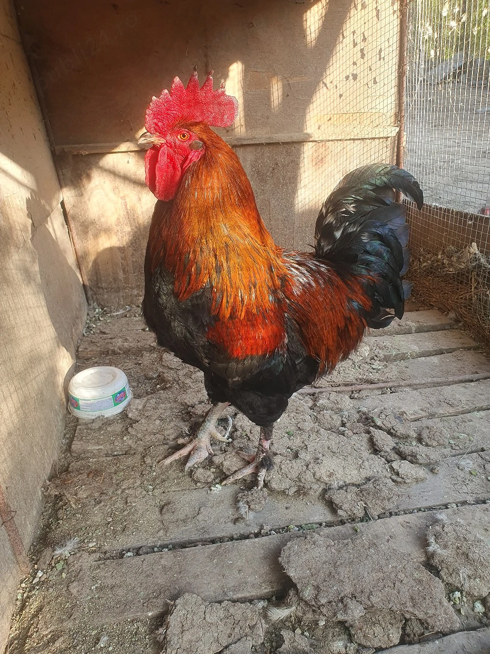 vînd pereche marans.