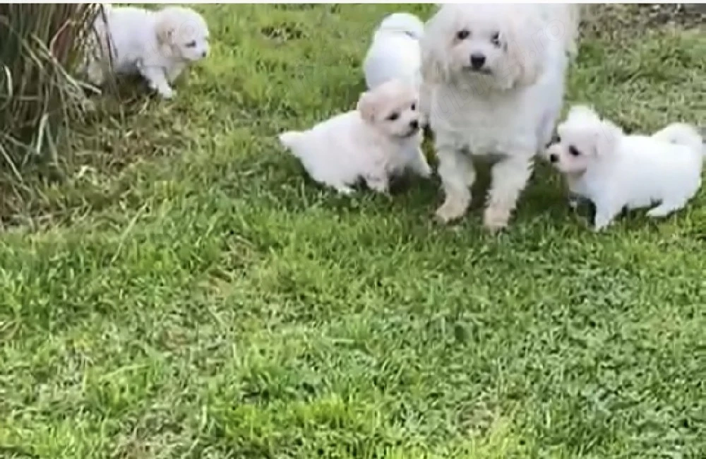 Bichon maltez,fetite si baietei