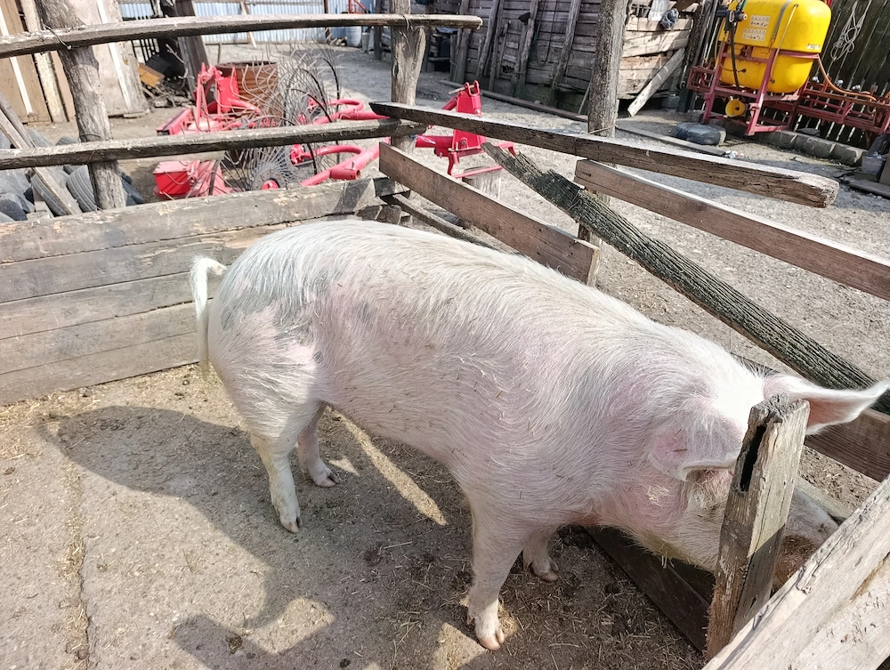 Vând porc rasă de carne, crescut natural 