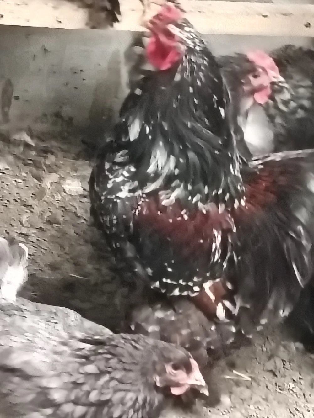 cocoș porțelan și găini 