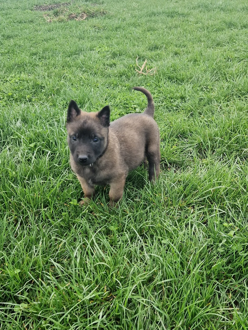 ciobănesc belgian malinois 