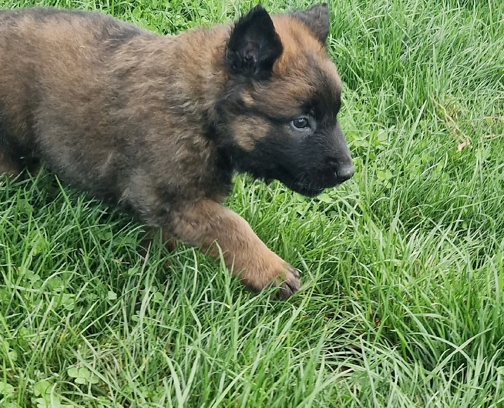 Ciobănesc belgian malinois 