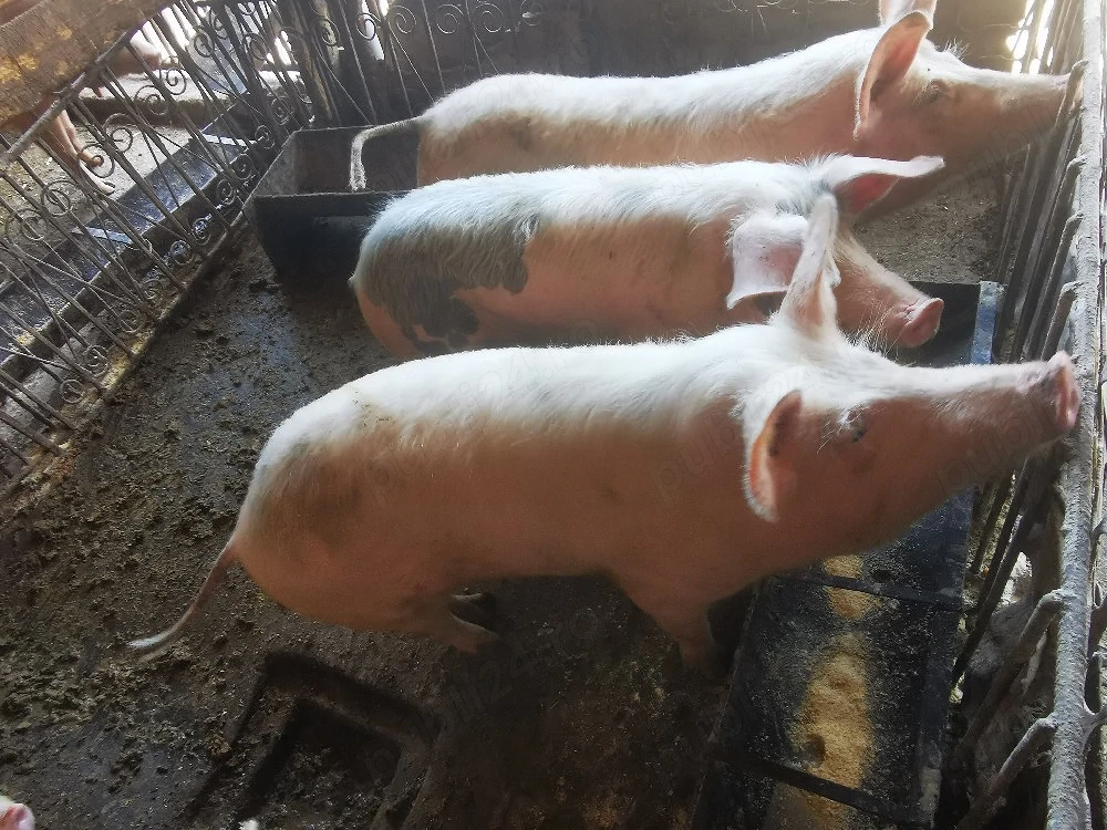 Vând 7 soldani 45 60 kg 