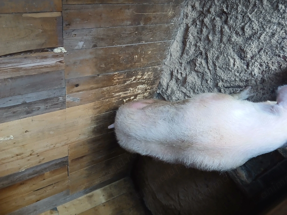 Vand porc de casa 18 lei kg