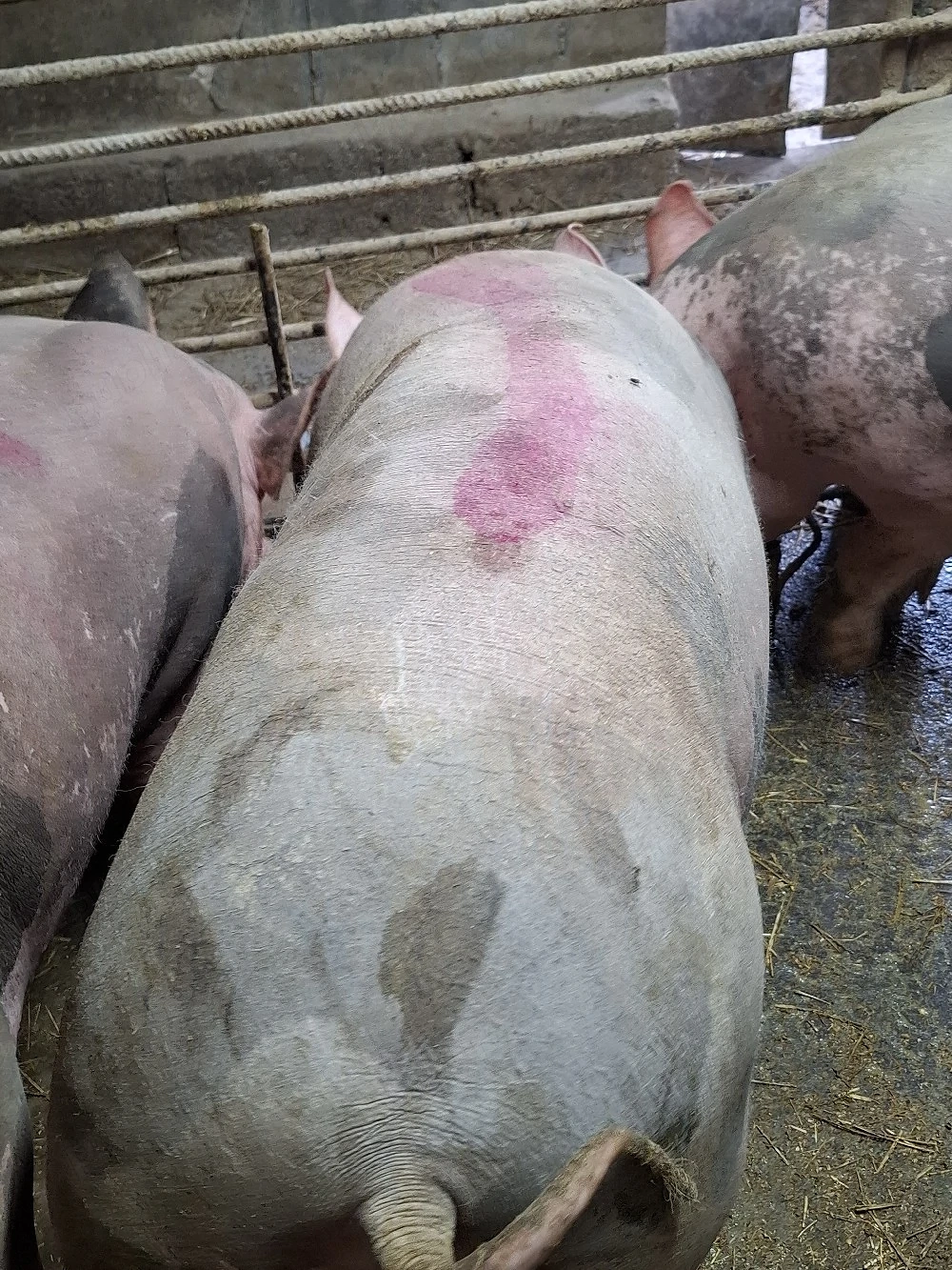 scrofita gestanta pietrain